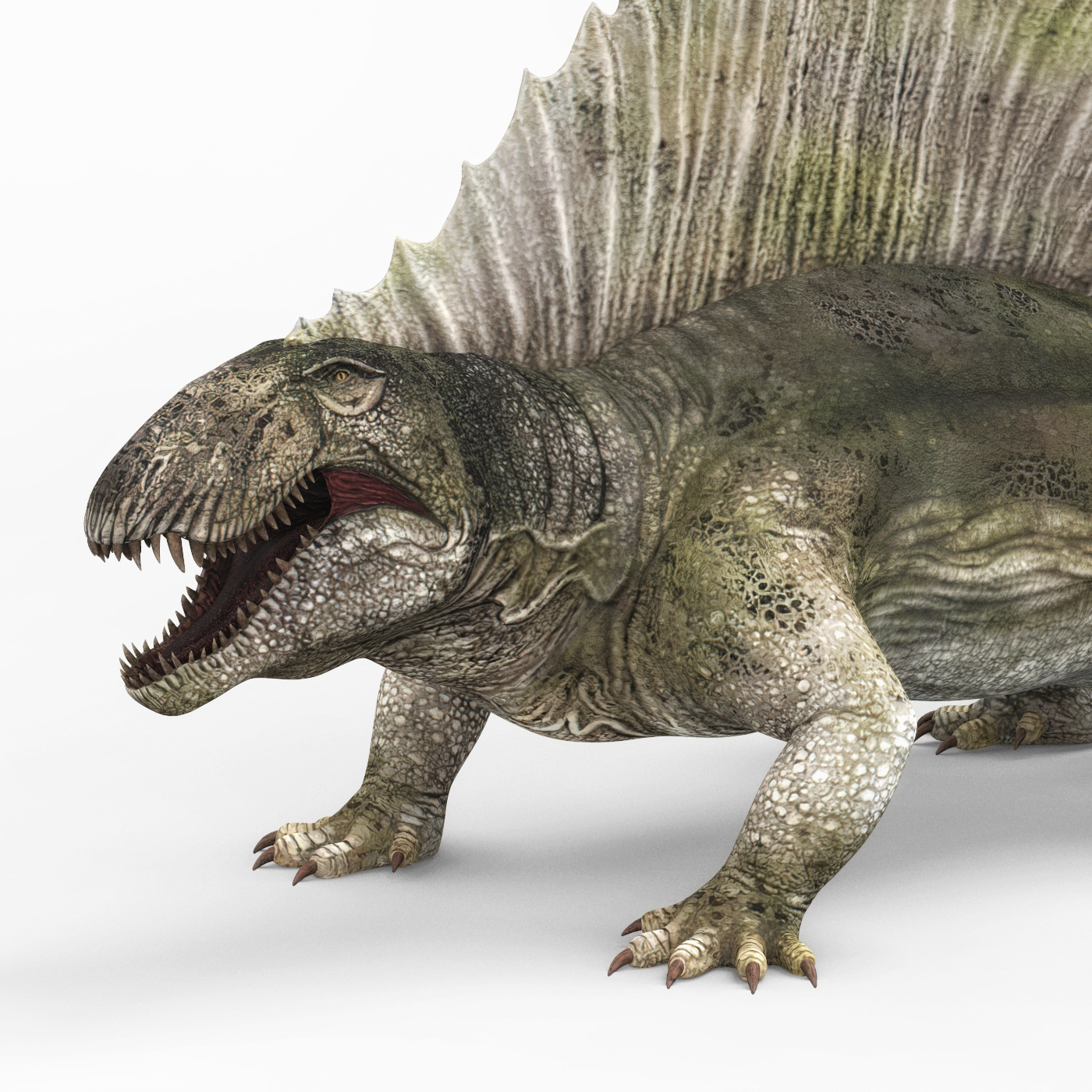 dimetrodon is a dinosaur